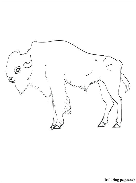 560x750 Buffalo Coloring Page Bison Coloring Pages Indian Headdress