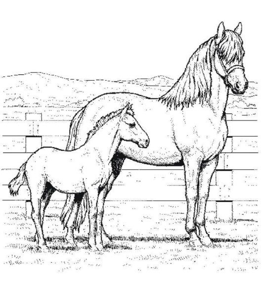 530x602 Native America Indian Horse Coloring Page