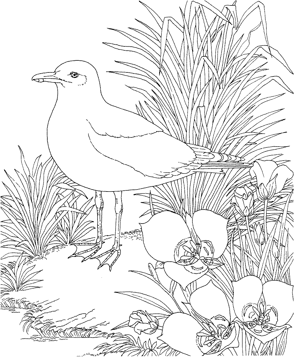 Indiana Coloring Page