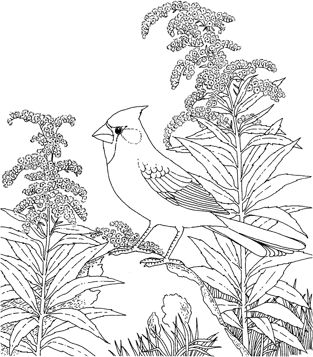 1037x1181 Awesome Coloring Pages Indiana Winter Birds Design Free Coloring