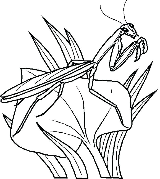 675x757 Love Bug Coloring Pages Bug Coloring Pages Insect Coloring Pages 1