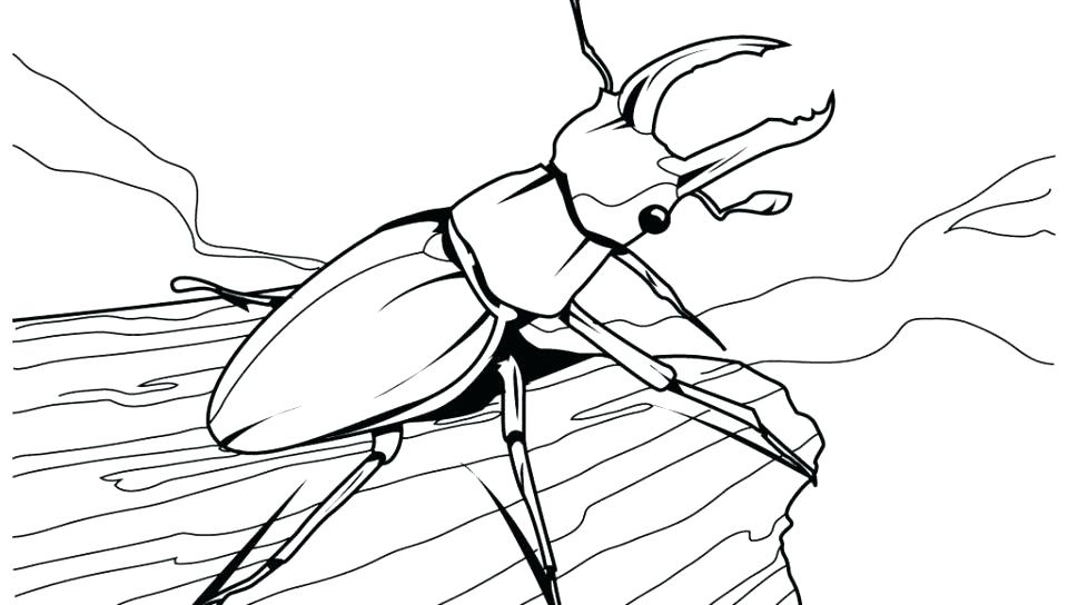 960x544 Printable Insect Color Pages Free Coloring I For Insects Kids