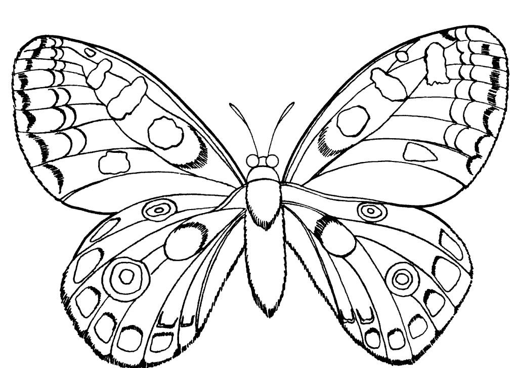 1024x727 Butterfly And Insect Coloring Pages