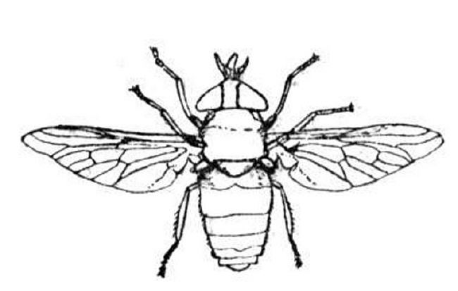 650x413 Insect Coloring Pages