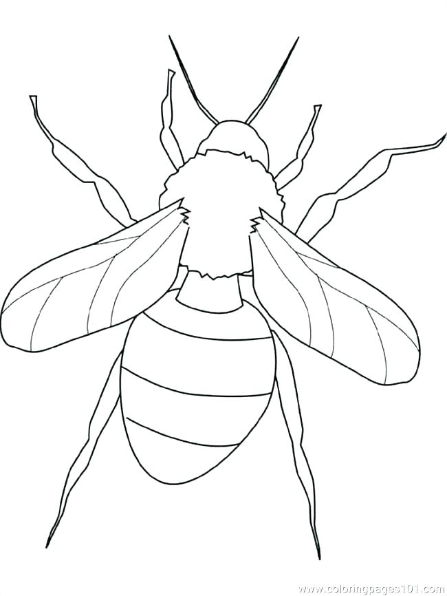 650x866 Coloring Pages Of Insects Coloring Pages Insects Coloring Pages