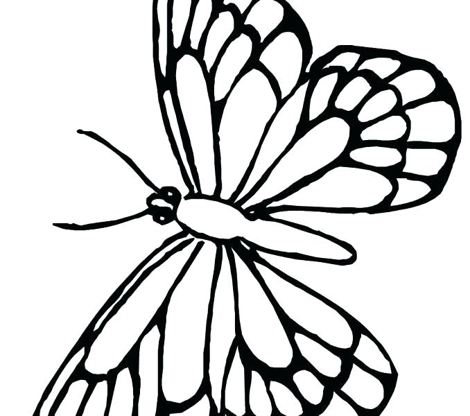 678x600 Free Printable Monarch Butterfly Coloring Pages Page Together