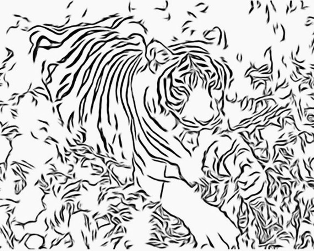 1000x800 Adult Coloring Pages Intricate More Free Big Cat Coloring Pages