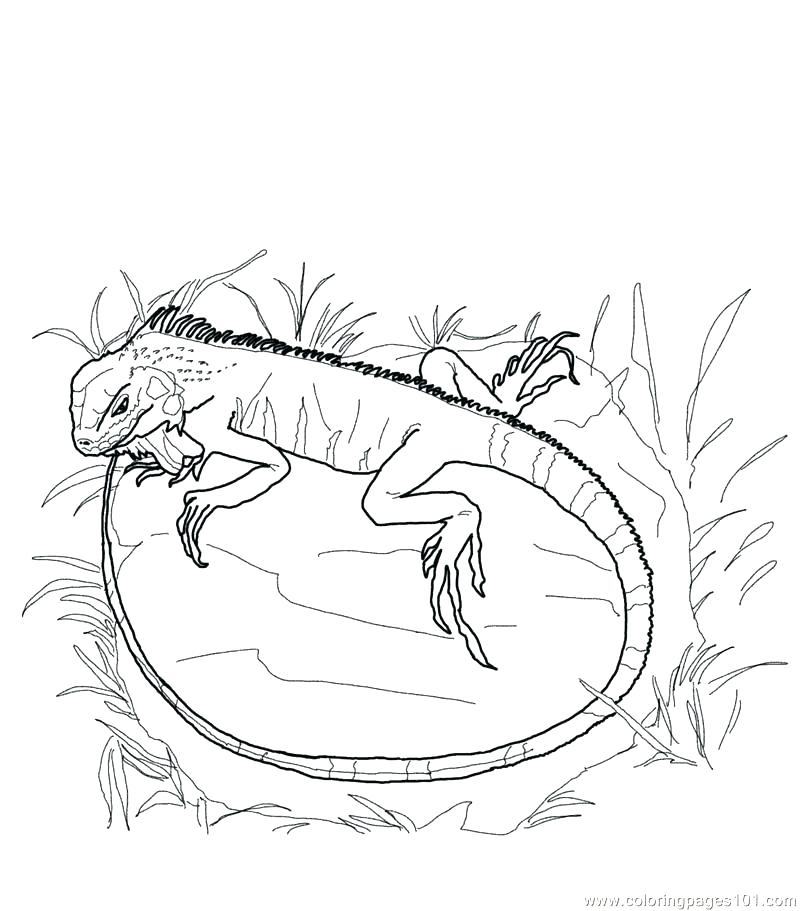 800x911 Iguana Coloring Pages Printable Iguana Coloring Page Free