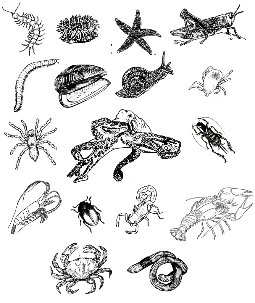 862x1024 Invertebrate Animals Coloring Pages Archives