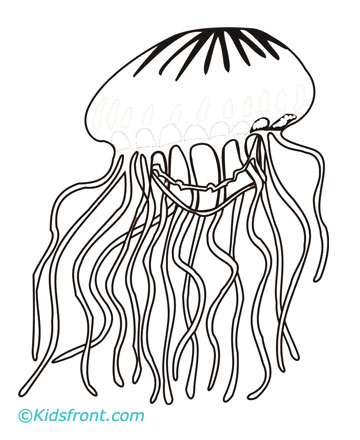 360x440 Jellyfish Coloring Pages