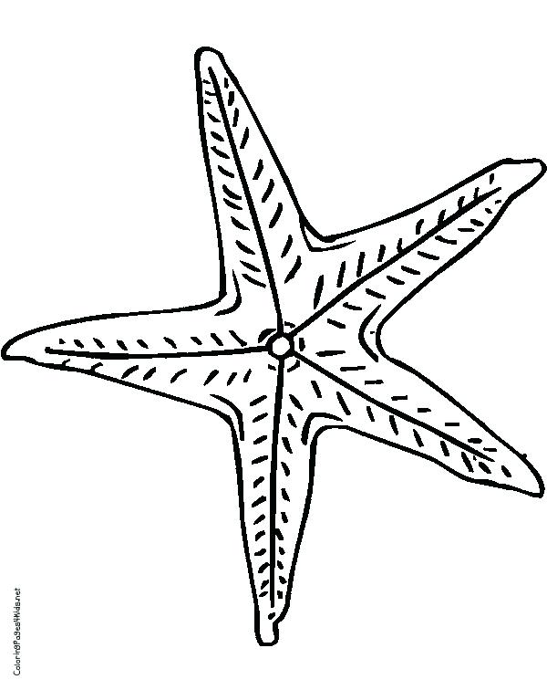 600x756 Starfish Coloring Page Starfish Coloring Pages Free Printable