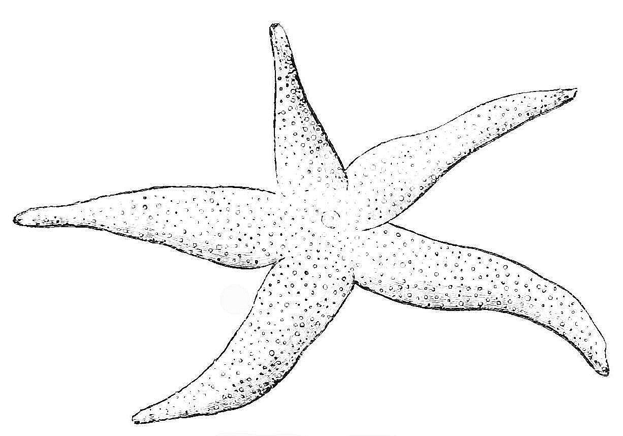 1226x858 Best Of Starfish Coloring Page Collection Printable Coloring Sheet