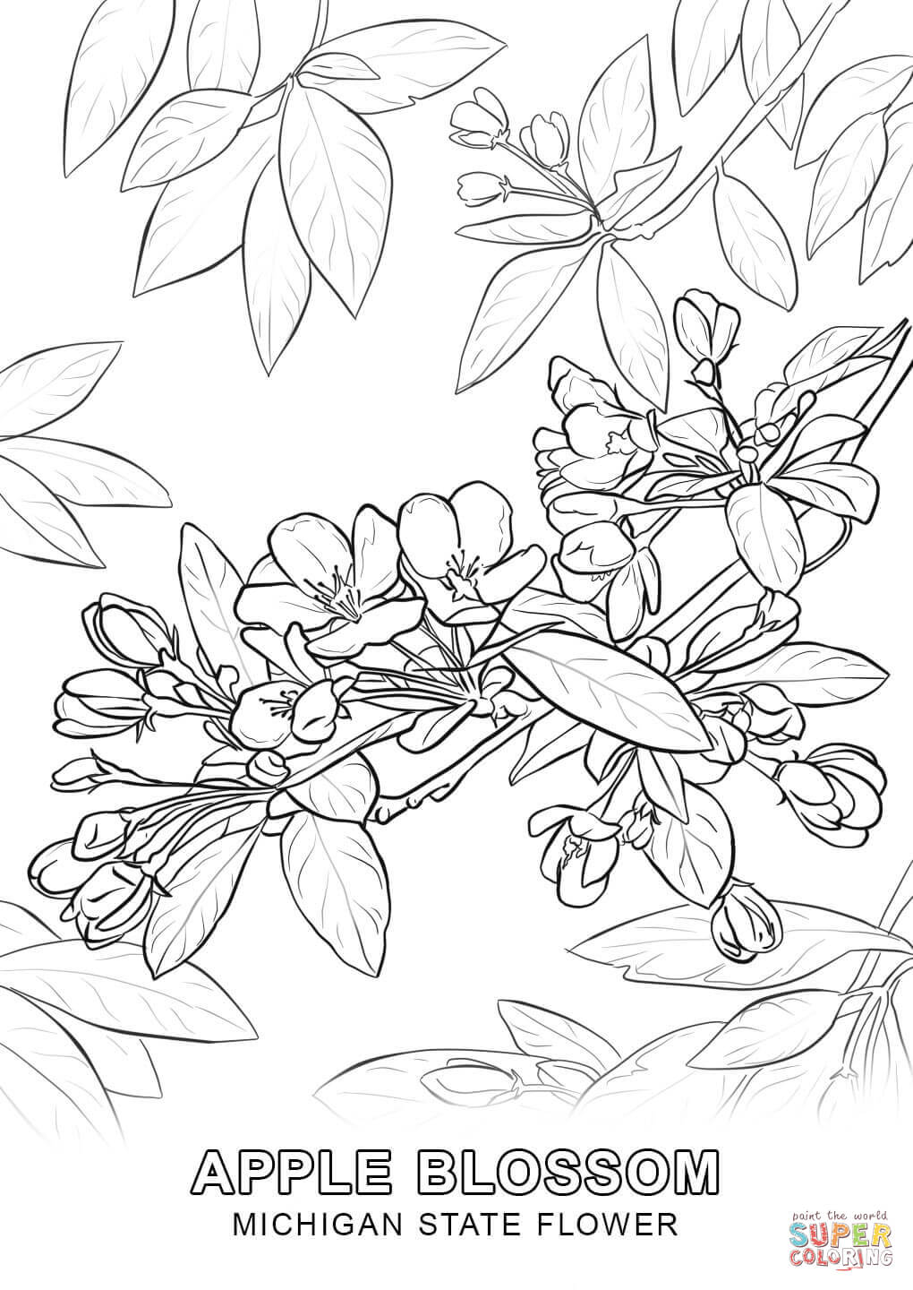 1020x1440 Impressive Delaware State Flower Coloring Page Iowa Free Printable