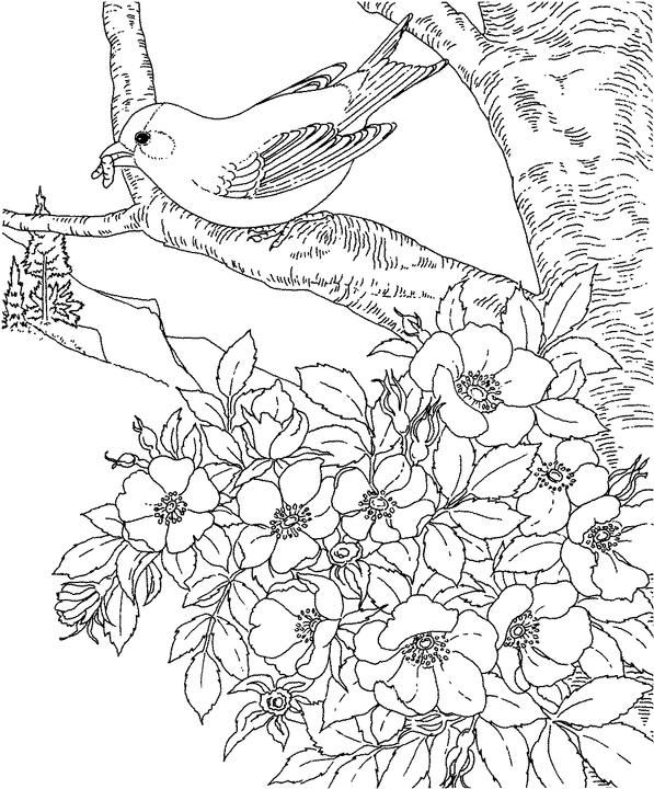 597x720 Iowa Eastern Goldfinch Coloring Page Purple Kitty Coloring