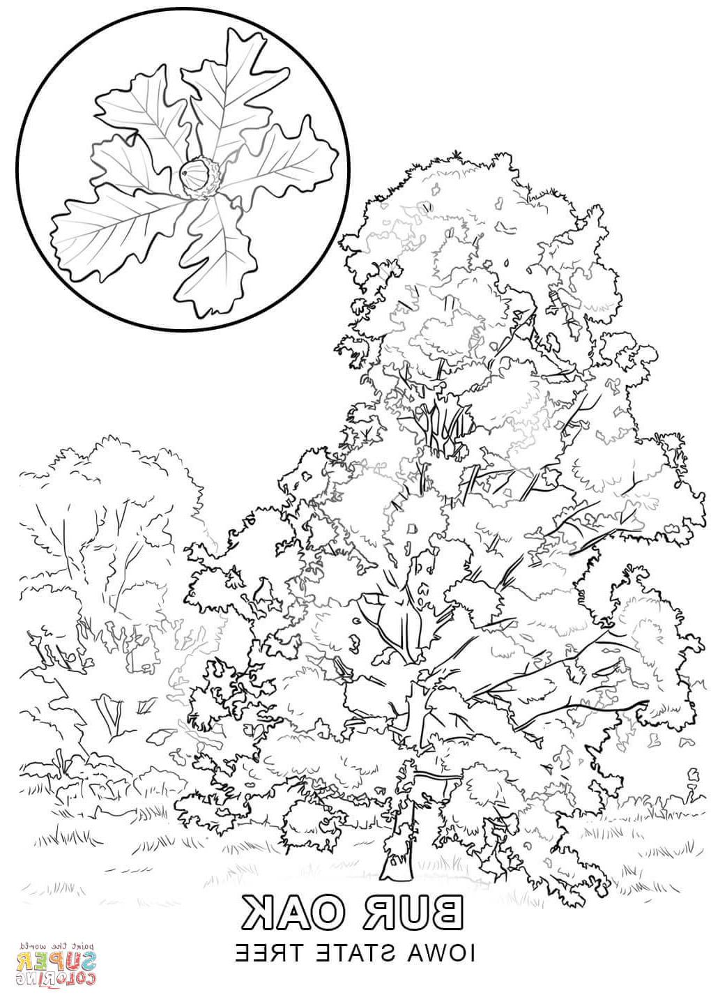 1020x1440 Best Free Iowa State Tree Coloring Page Image