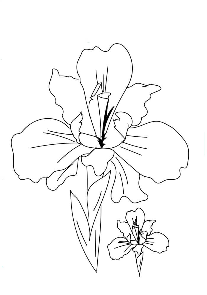 Iris Coloring Page