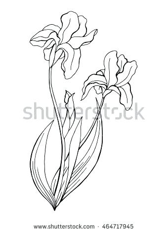 338x470 Drawn Iris Black Iris Flower Coloring Page Drawn Iris Free Pages