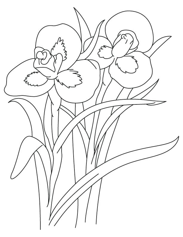 612x792 Best Line Drawings Of Irises Images On Drawing Iris Flower