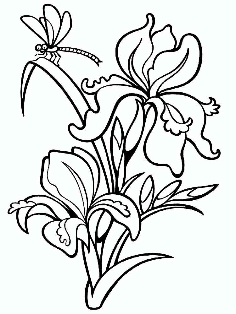 750x1000 Iris Flower Coloring Pages. Download And Print Iris Flower