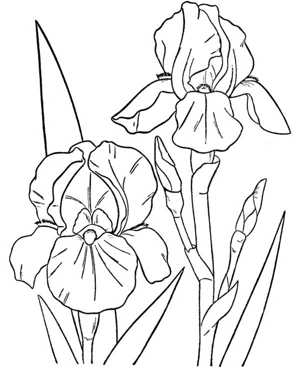 600x734 Orchid Flower Coloring Page Color Luna Orchid Coloring Pages