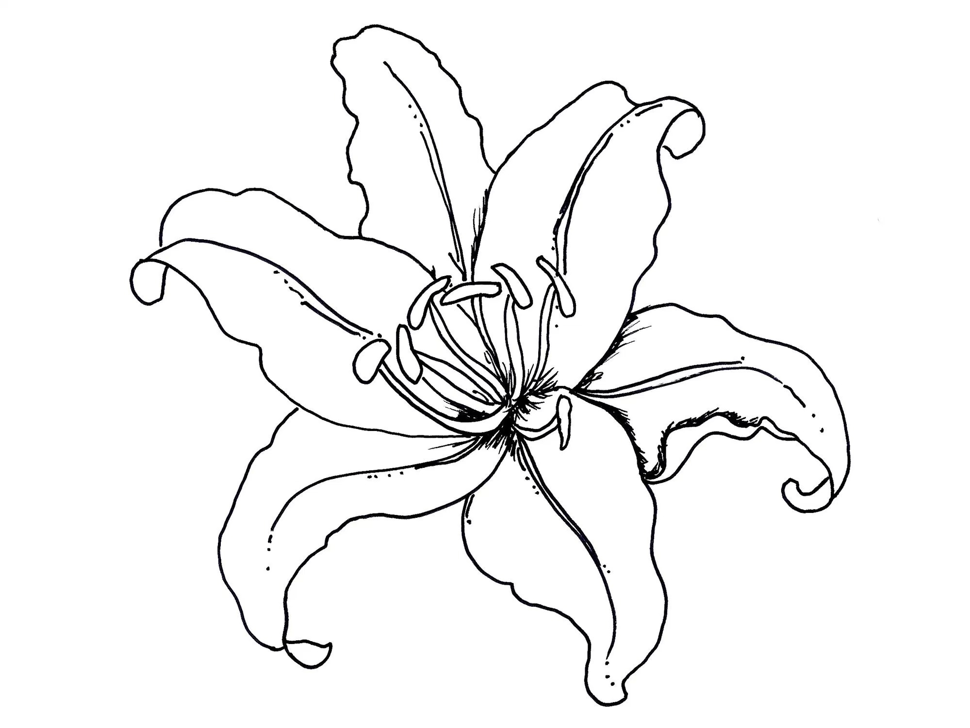 1999x1500 Best Of Iris Flower Coloring Pages Gallery Printable Coloring Sheet