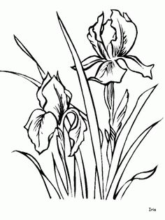 236x314 Parakeet, Beautiful Parakeet And Flower Coloring Page Sketches