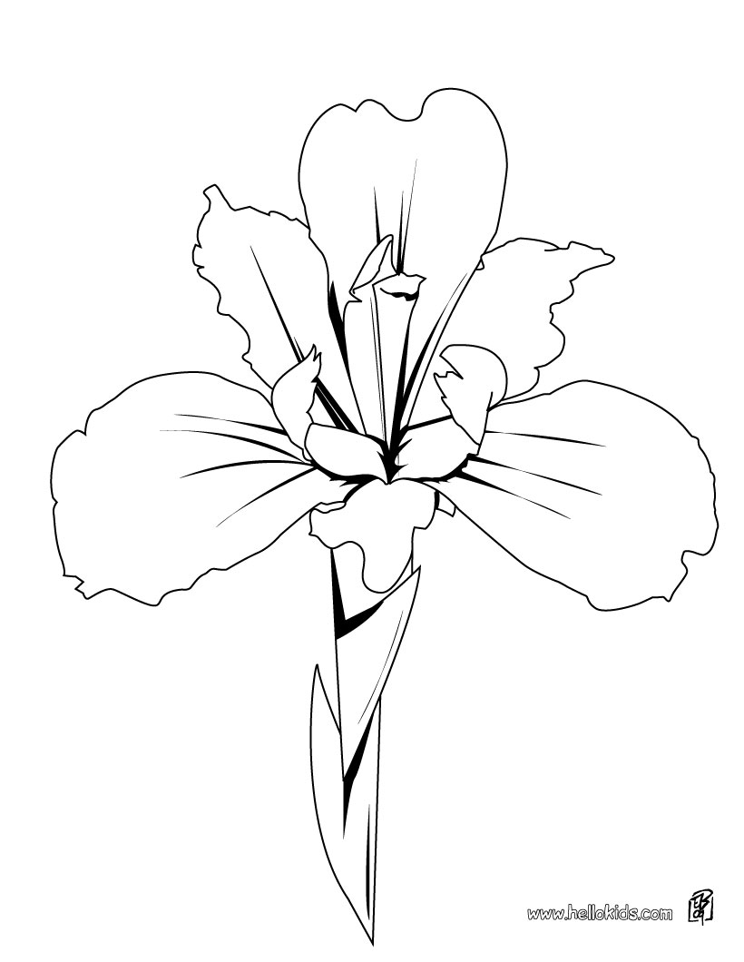 820x1060 Flower Page Printable Coloring Sheets Iris Coloring Pages
