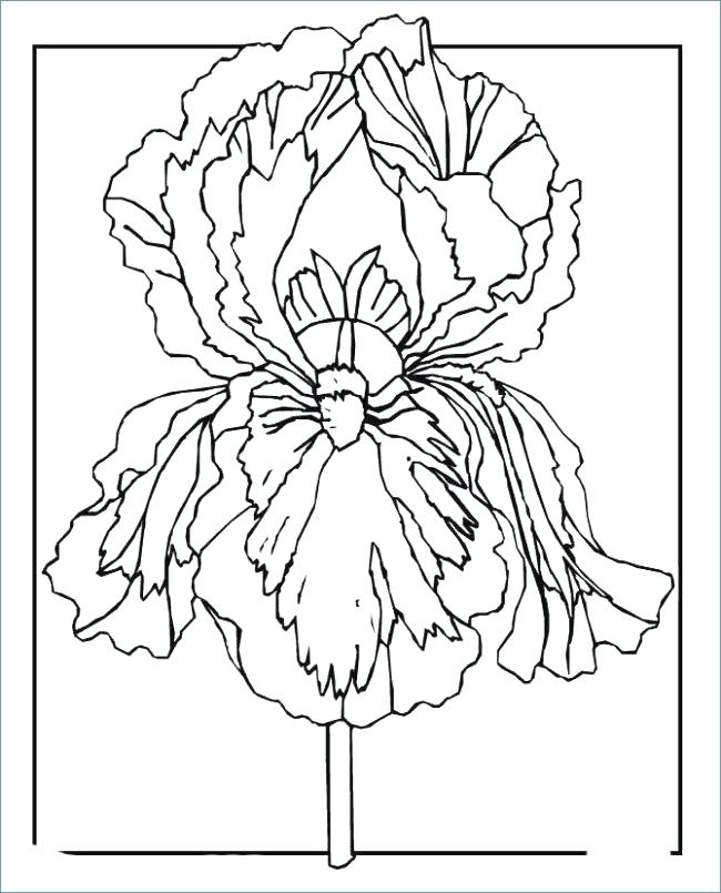 650x805 Iris Coloring Pages