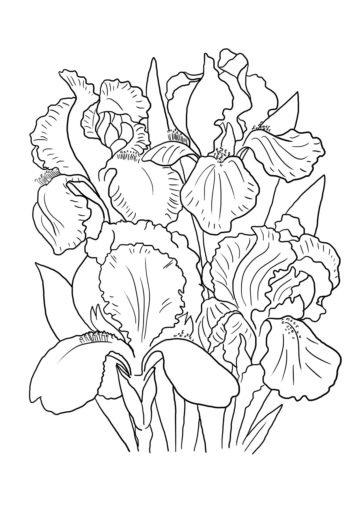 1240x1754 Big Iris Flower Coloring Page Irises Super Drawings