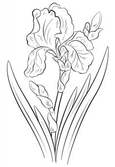 236x340 Blue Iris Coloring Page From Iris Category. Select From 20946