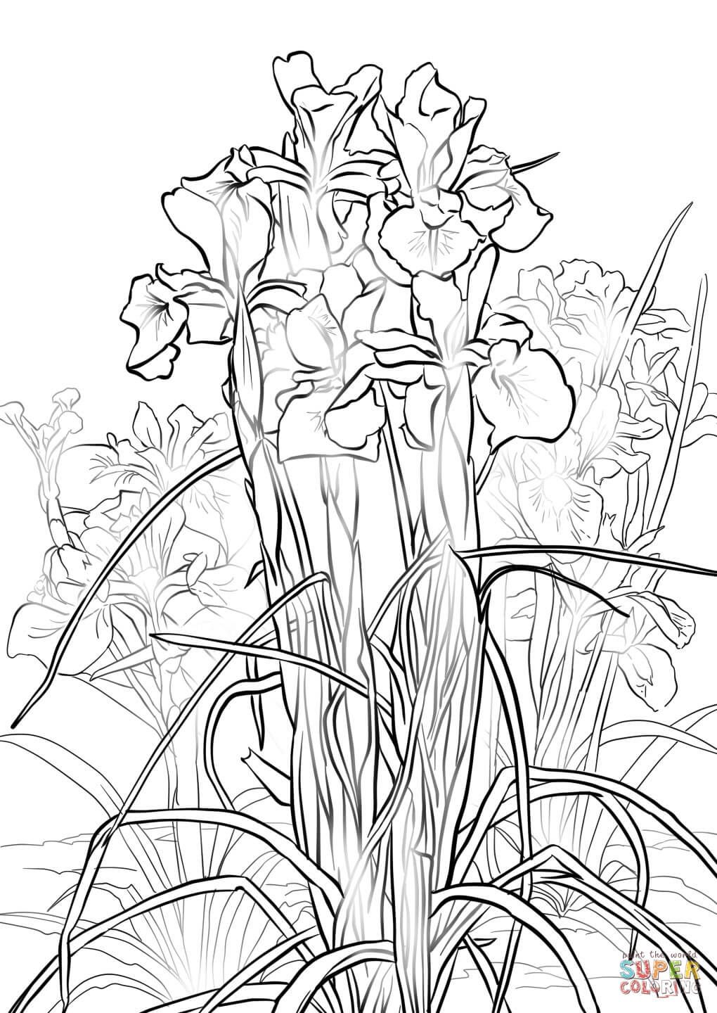 1020x1440 Coloring English Iris Coloring Page Free Printable Pages On Iris