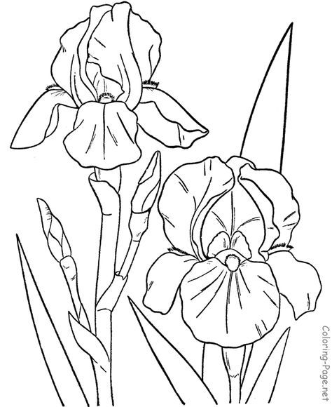 474x580 Flower coloring pages Flower Coloring Pages