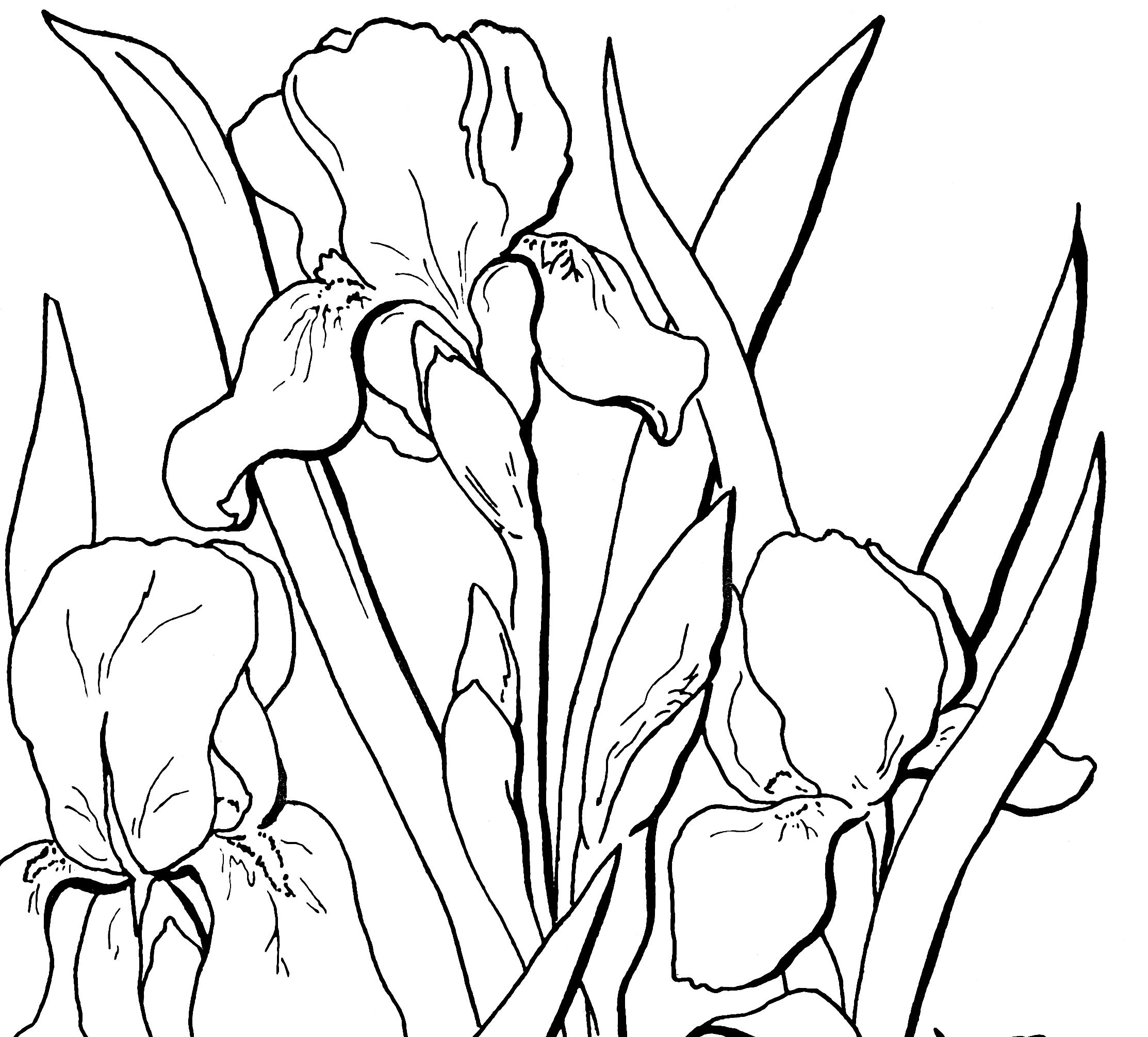 2226x2010 Free Adult Floral Coloring Page Iris Flowers, Iris And Floral