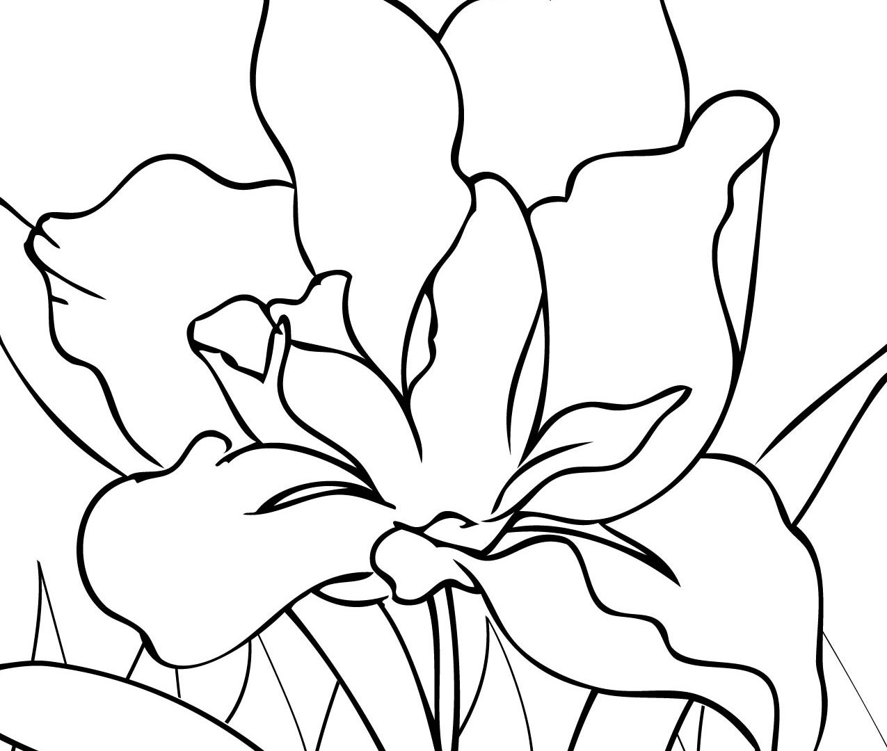 1275x1080 Free Adult Floral Coloring Page Inside Iris Pages Download