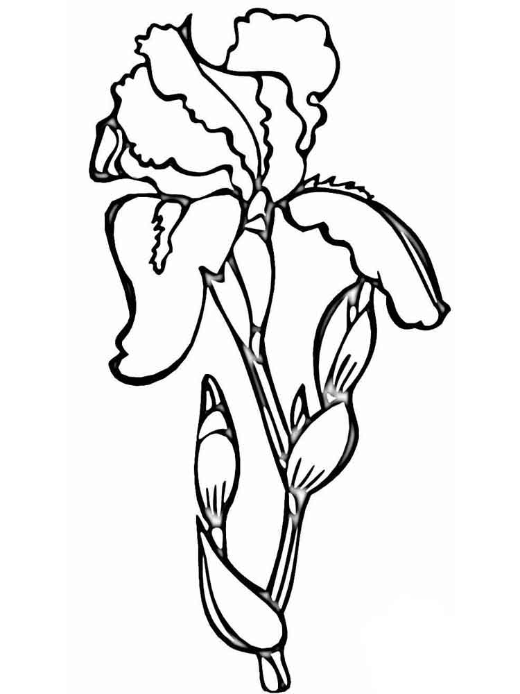 750x1000 Iris Flower Coloring Page 429270