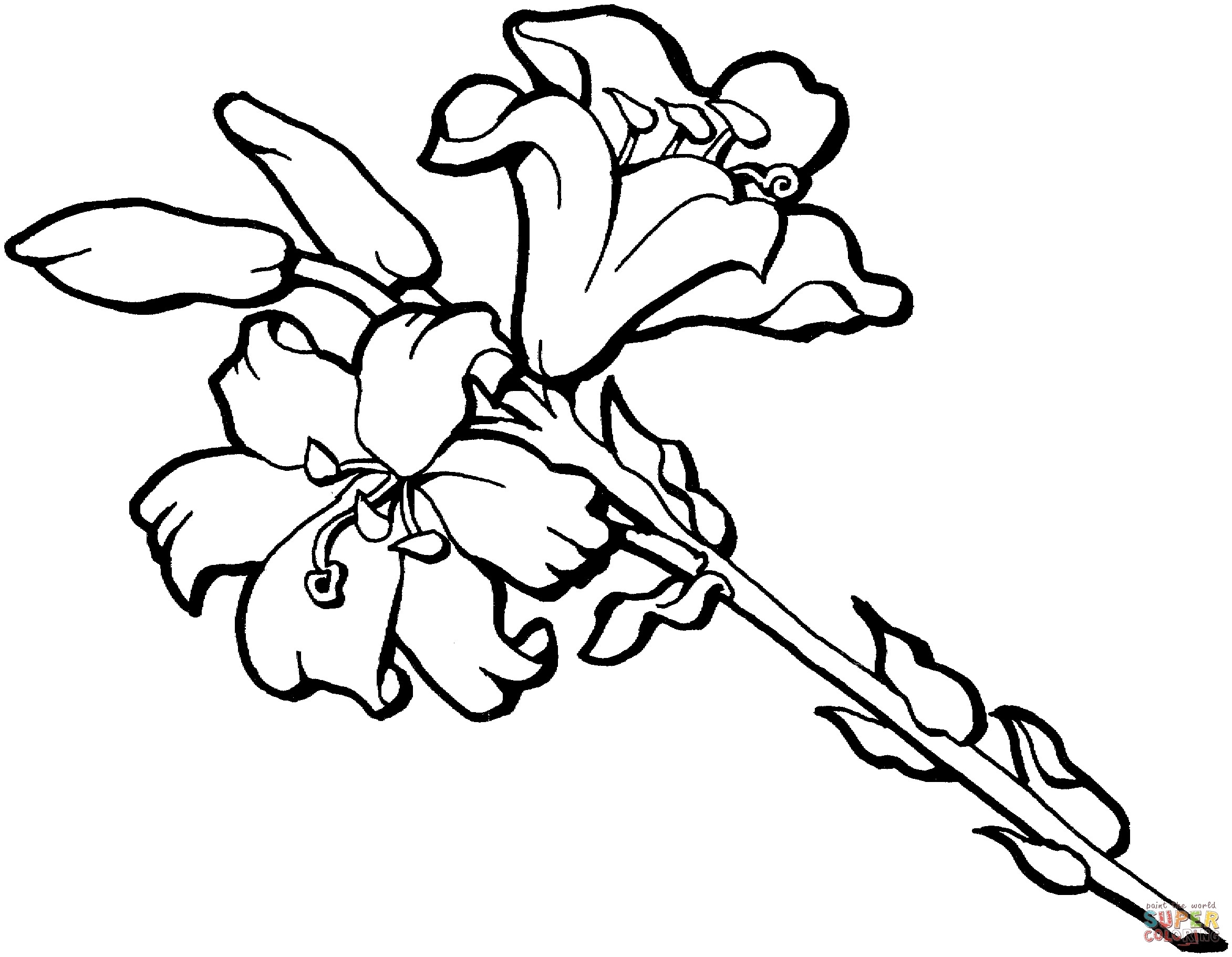 2345x1821 Best Of Iris Flower Coloring Pages Gallery Printable Coloring Sheet