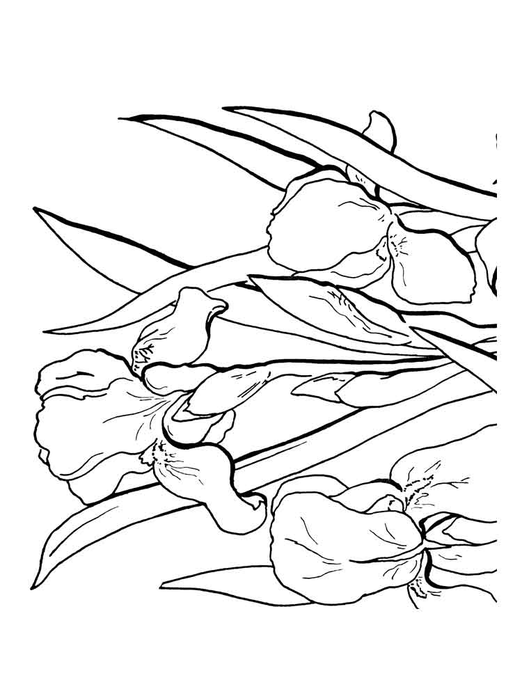 750x1000 Iris Flower Coloring Pages. Download And Print Iris Flower