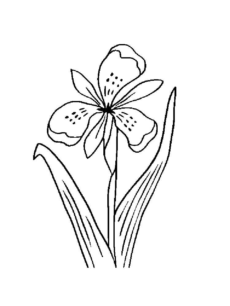 750x1000 Iris Flower Coloring Pages 15