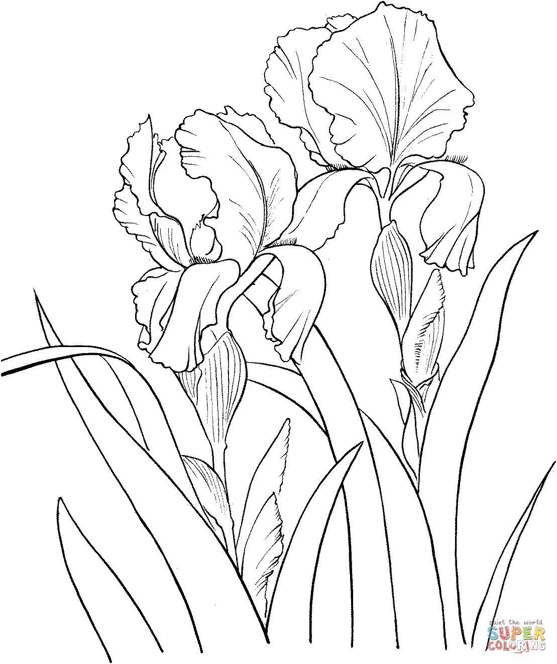 1109x1322 Limited Iris Flower Coloring Page Fascinating