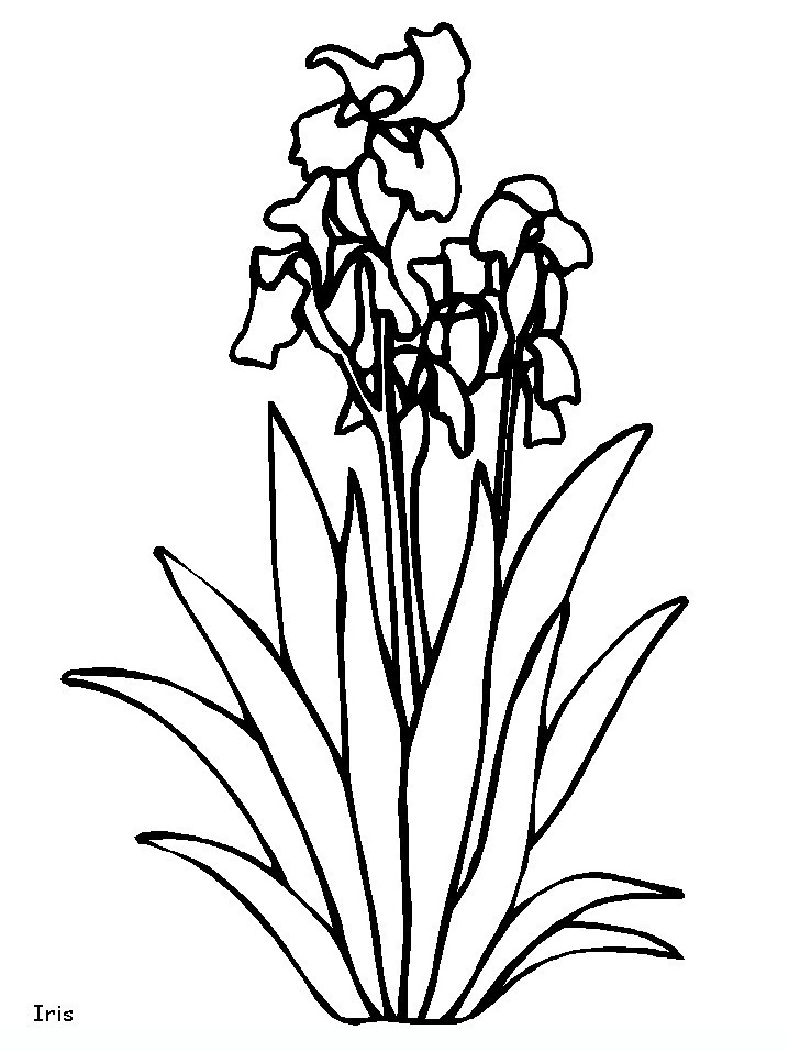 718x957 Flowers 12 Flowers Coloring Pages Coloring Pages For Adults