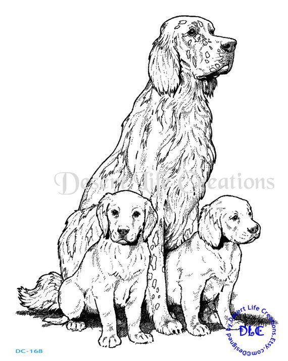 570x713 Irish Setter Dc168 8x10 Inch Illustration By Desertlifecreations