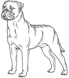 236x267 Irish Setter Coloring Page Art Irish Setter, Dog