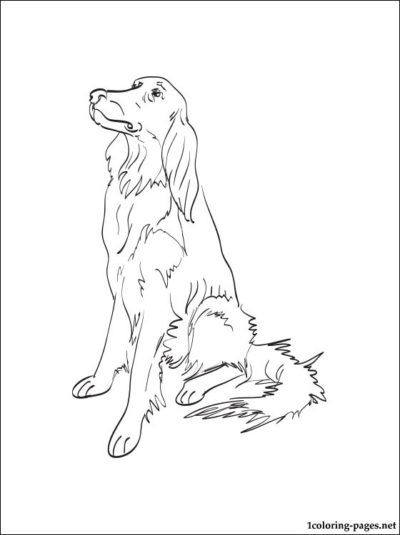 560x750 Irish Setter Coloring Page Coloring Pages