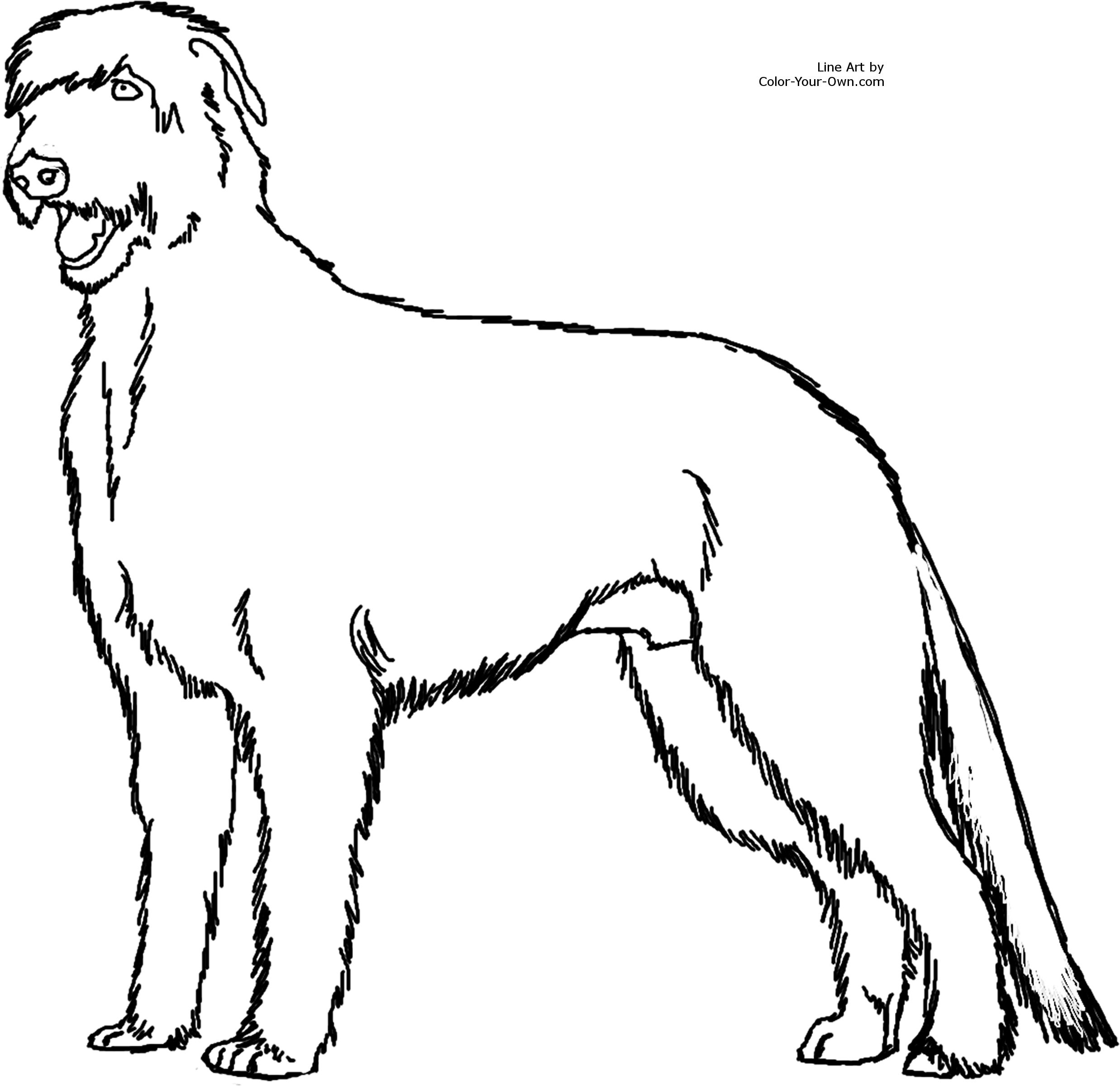 2475x2400 Irish Wolfhound Standing Dog Coloring Page