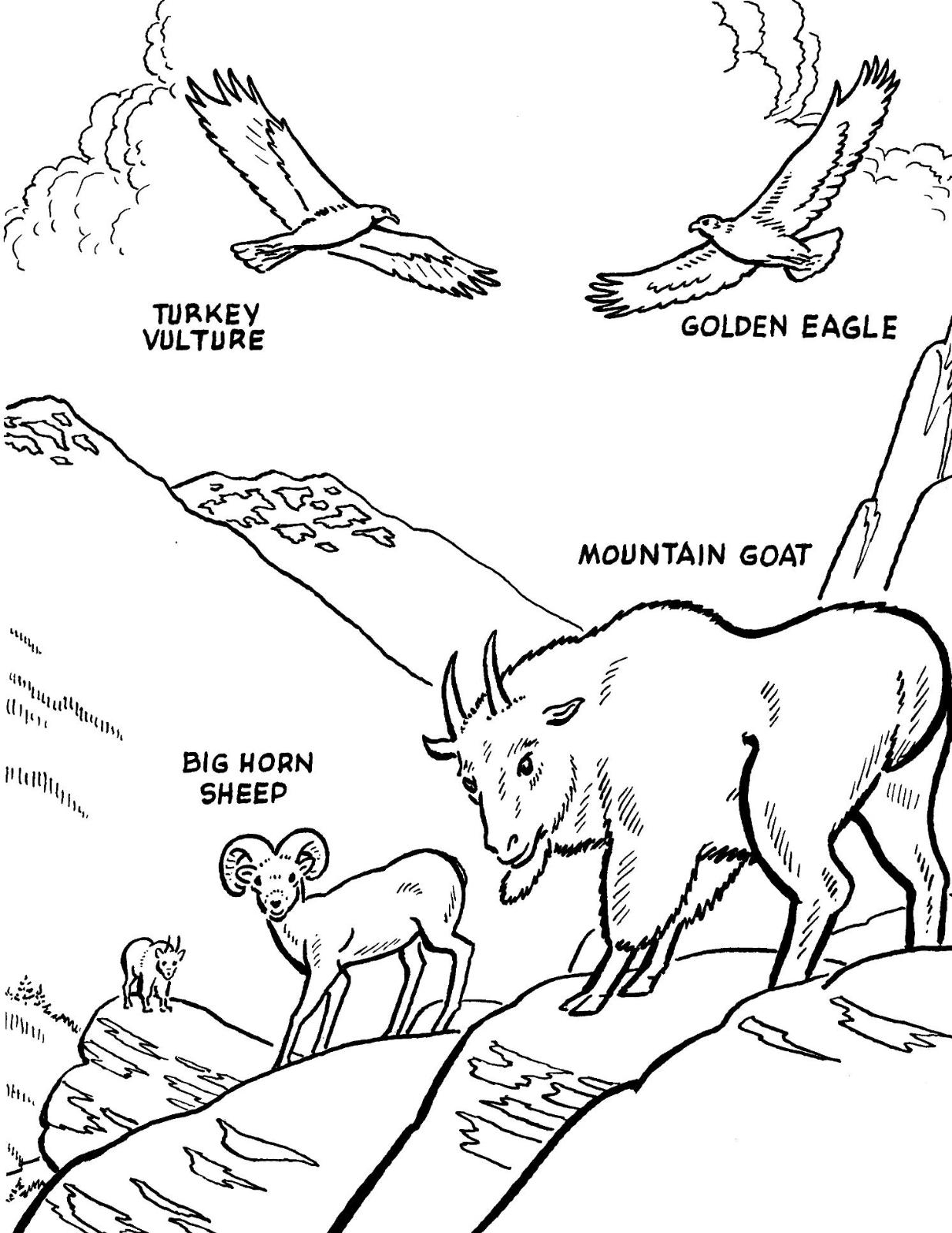 1236x1600 North American Animals Coloring Pages Collection Coloring