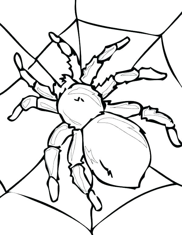 600x777 Spider Color Page Spider Web Coloring Spider Color Pages Iron