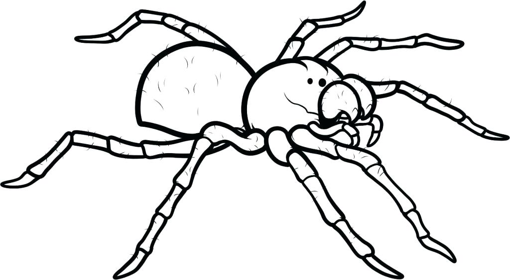 1024x563 Spider Coloring Page Spider Coloring Page Pages Free Printable Web