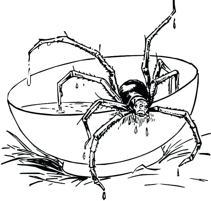 671x641 Spider Coloring Pages