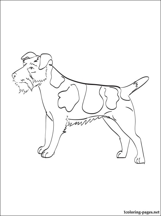560x750 Jack Russell Terrier Coloring Page Coloring Pages