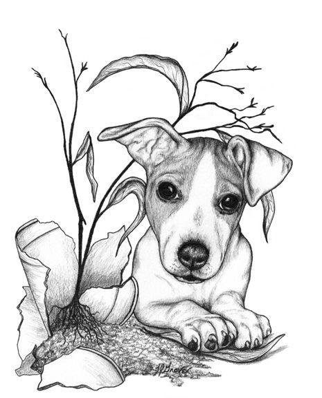 465x576 Pin By Monique Van Beemen On Getekende Dieren Honden